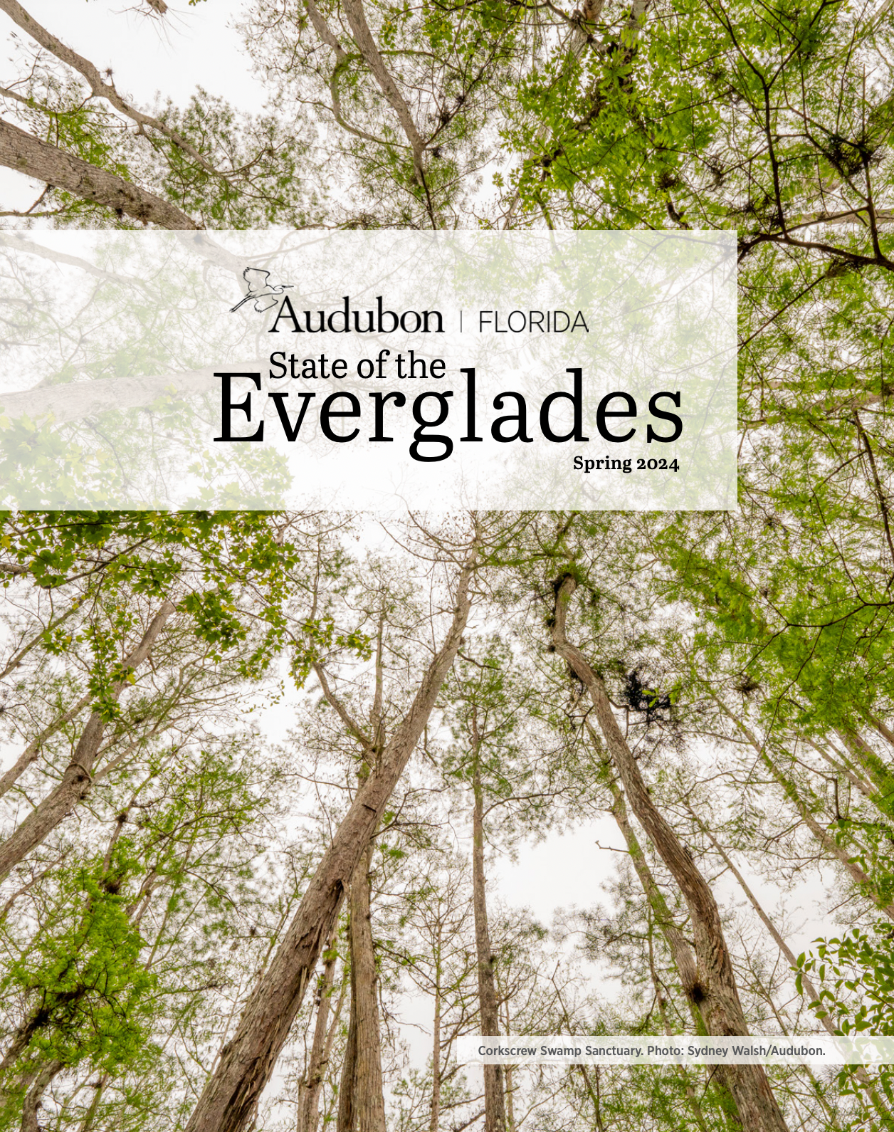 Canopy at Corkscrew Swamp Sanctuary